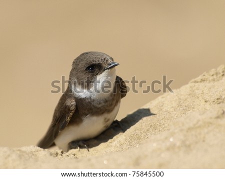 Sand Martin, swallow, riparia riparia