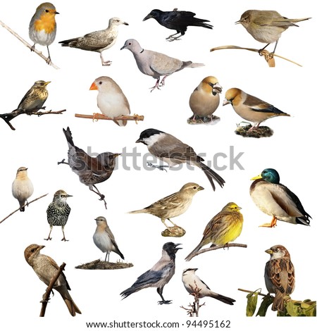 Set Of Photographs Of Birds Isolated On White Background, Texture Stock ...