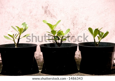 Three Plants on Pot