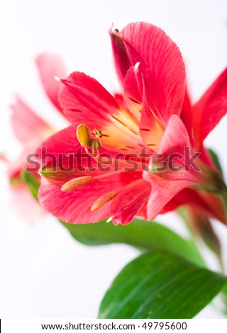 Close up of red alstroemeria lily flower isolated on white background