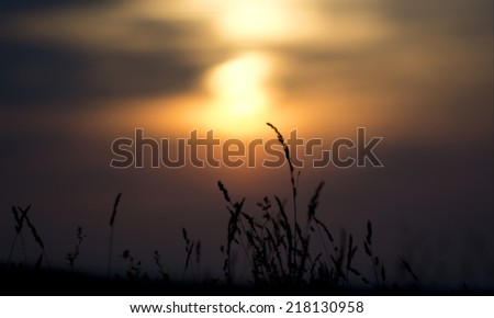 Long grass with a colorful sunset in the background