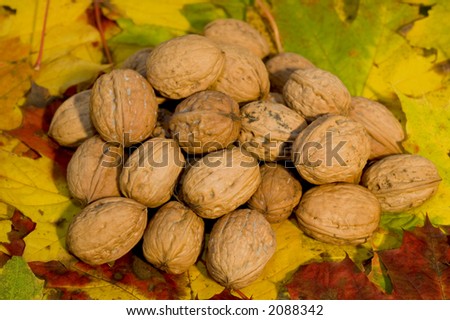 Pile of walnuts laying on a bed of autumn colored leafs