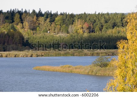 Forest shifting color during the autumn in Sweden
