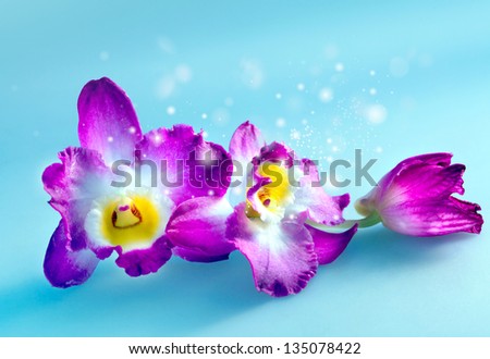 Blossoming flower exotic orchid for background postcards