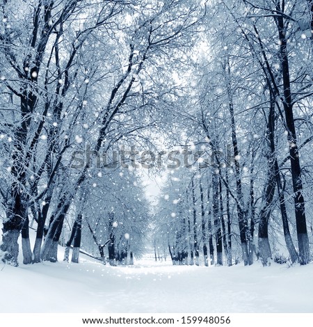 Snowstorm in park, winter landscape