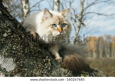 Siberian nevsky mask cat in a autumn forest