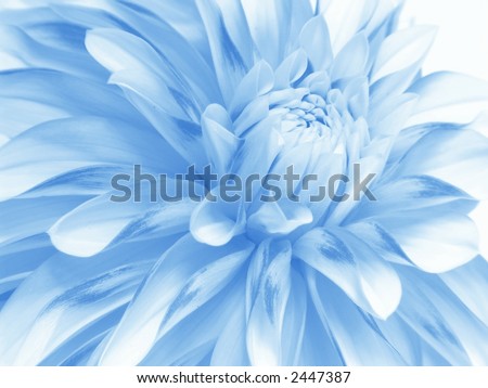 Soft blue flower close-up
