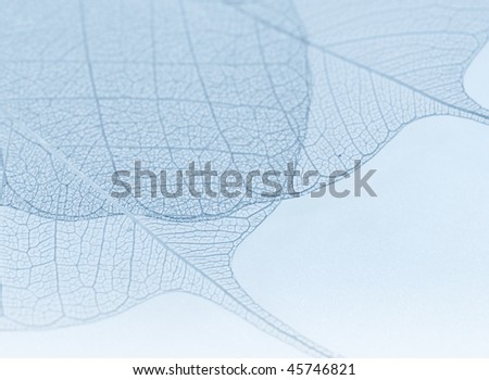 Blue decorative leaves