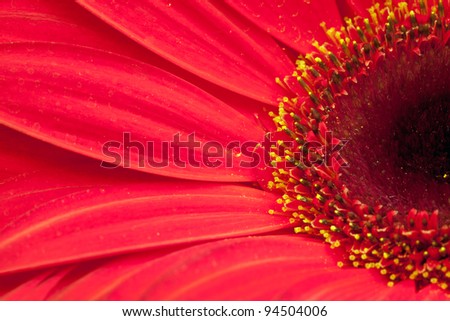 Flower gerbera, macro shot, natural background for card