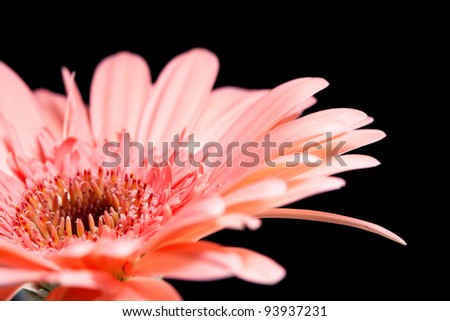 Similar – Foto Bild Gerbera Makro Natur