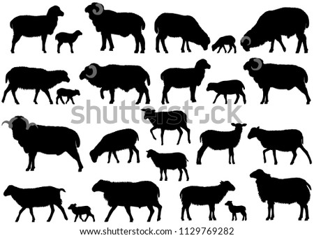 Collection of silhouettes of sheeps, rams and lambs