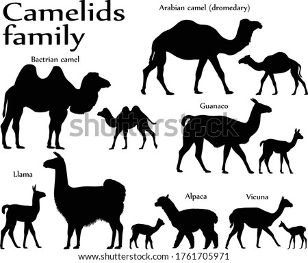 Collection of different species of mammals of camel family, adults and cubs, in silhouette: bactrian camel, arabian camel (dromedary), llama, alpaca, guanaco, vicuna