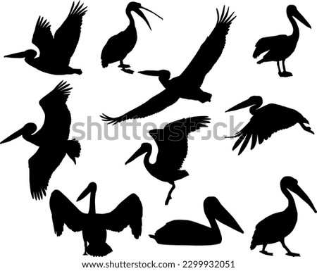 Similar – Image, Stock Photo Pelican flies as a silhouette before the evening sky