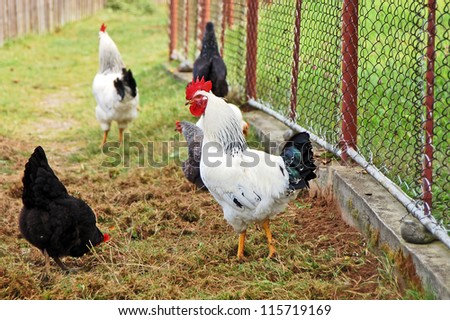 Beautiful hen and chicken on green village courtyard