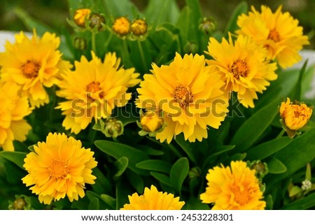 Similar – Image, Stock Photo Inflorescence of Coreopsis Up Tick