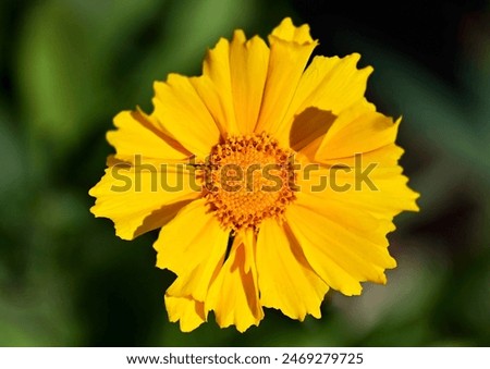 Similar – Image, Stock Photo Inflorescence of Coreopsis Up Tick