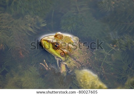 Frog in the algae in the pond