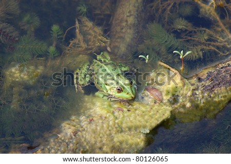 Frog in the algae in the pond
