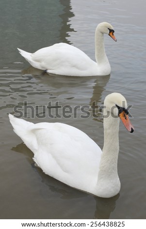 Portrait of two swans swimming in a river