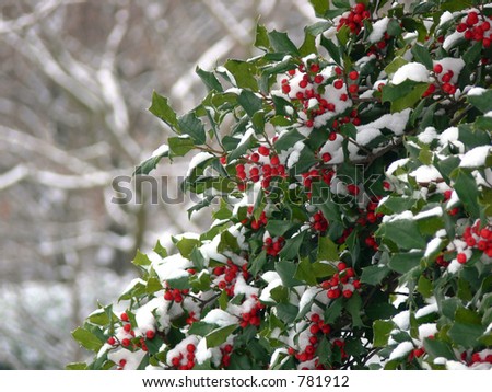 holly leaves