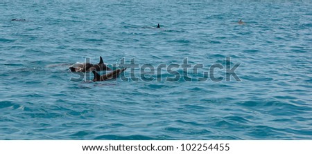 Flock of dolphins in the Indian Ocean