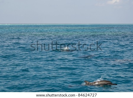 Dolphins in the Pacific Ocean near coral reef, Maldives