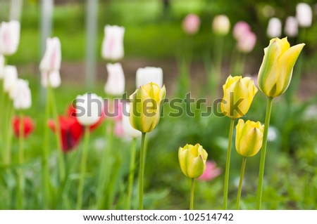 a large bouquet of yellow tulips in spring