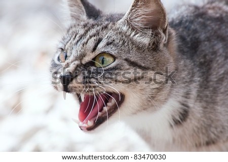 Grey thoroughbred cat on white background