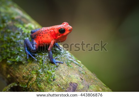 Strawberry Poison-Dart Frog (Oophaga pumilio), La Selva Biological Station, Costa Rica ストックフォト © 