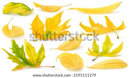 Similar – Image, Stock Photo Autumn leaves lie on a path. Fuzzy tree bush, house and passer-by in the background. Residential area