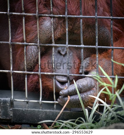 Orangutan in a cage reaching grass through the cells