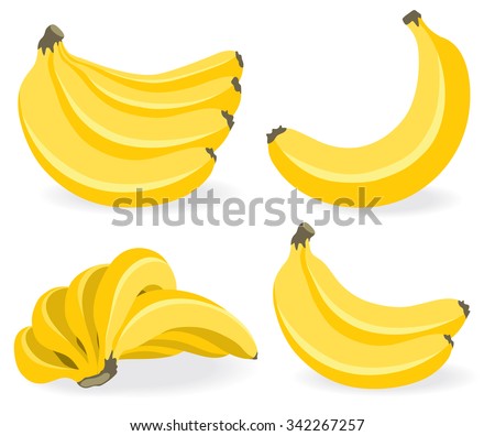 Vector banana. Bunches of fresh banana fruits isolated on white background, collection of vector illustrations