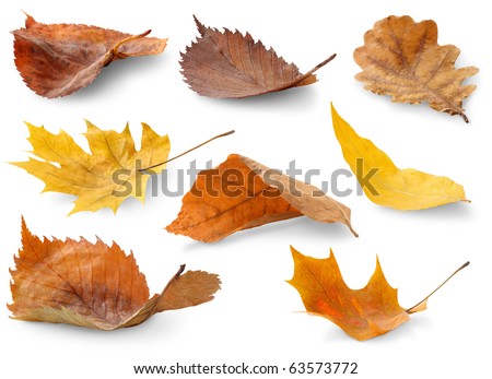 Similar – Image, Stock Photo Autumn leaves lie on a path. Fuzzy tree bush, house and passer-by in the background. Residential area