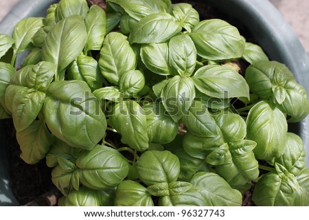 Basil herb plant growing in a pot in summer