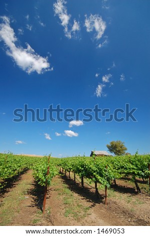 Northern California vineyard in spring