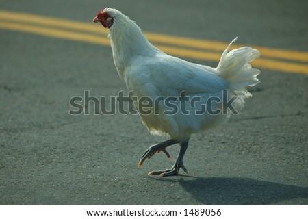 A chicken doing what people have been wondering about for centuries