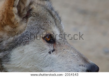 Rocky Mountain Grey Wolf, Canis Lupus