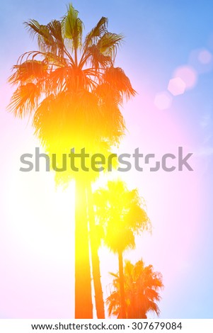 Retro image of Palm trees and beautiful sunset. Natural background with copy space