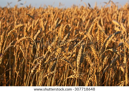 Golden wheat field, agricultural industry