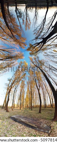 240 deg. vertical panorama of river side forest and old boat