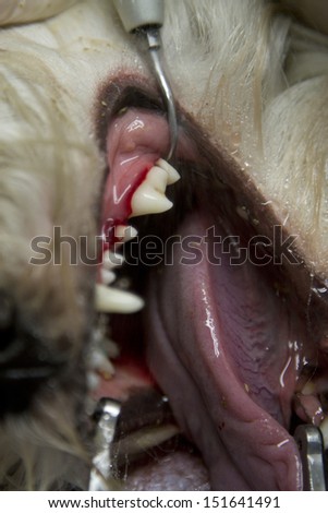 a white small Bichon maltes dog is operated on its teeth in a vet theater