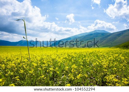 Field with Yellow Lentils Flowers at Castelluccio di Norcia, Umbria, Italy.