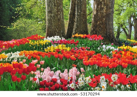 Beautiful Flowers In Spring Beneath Of Three Trees Stock Photo 53170294 ...