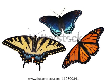Three beautiful butterflies isolated on a white background.