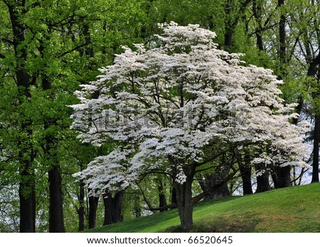 Flowering Dogwood Patterns prices - PriceCheck Shopping South Africa