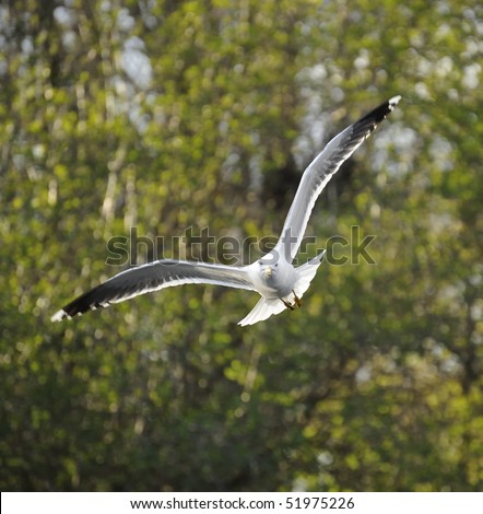 Lesser Black-backed gull soaring with fully open wing directly towards the photographer from green forest