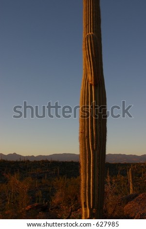 Sunset Saguaro Desert Scene