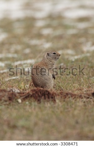 Wyoming Ground Squirrel - Rocky Mountain National Park