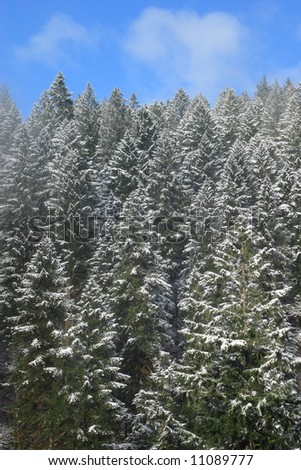 Snow covered pine trees - Silver Falls State Park