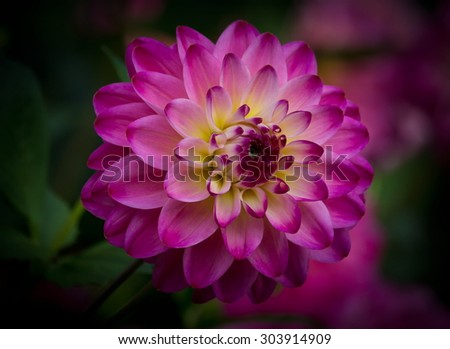 Closeup of a Beautiful Pink Dahlia Flower, soft focus - dark background